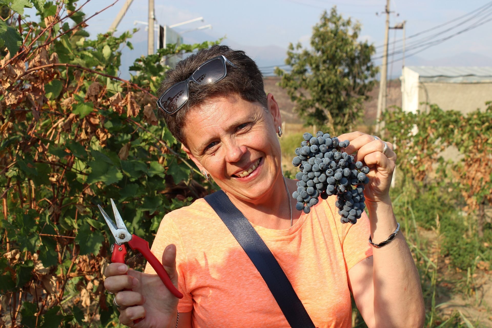 Виноград в грузии